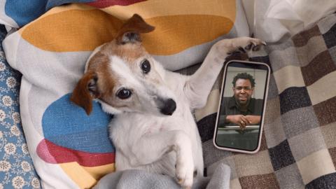 A dog with predominately white fur, brown ears and black eyes is looking directly into the camera. The dog is lying on pillows and blankets, one pillow has oval patterns in yellow, white, gray and red. One of the blankets has a checkered pattern with gray, black, cream and brown squares. Another blanket has a pattern made up of cream circles, holy stems connecting the circles and black snowflakes inside the cream circles. Next to the dog is a smartphone with a man in all black also facing the camera. He has a silver ring on his left hand and medium length afro hair.