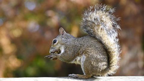 A grey squirrel in side profile looks on in a public park on an autumn day while eating a nut.