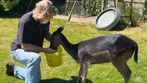 Steve Hopper, in jeans and a navy blue shirt, holding a yellow bucket. Molly the fawn is eating from his hand. 