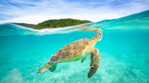 turtle in sea