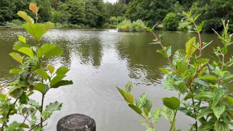The lake in Stratford Park, with swans in the distance.