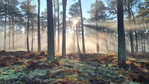 sun shining through trees in a forest