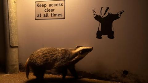 An ambling Eurasian badger, illuminated by a streetlight, appears to glance up at badger graffiti on a quiet road