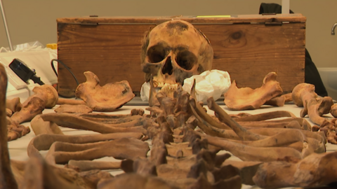 A pile of bones from St Nicholas Kirk in Aberdeen laid out on a bench in a lab with a wooden box behind it