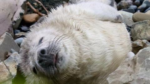 Seal pup washed up on the rocks of L'Etacq