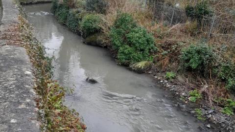 Small river with dark water and riverbanks with twigs and shrubbery