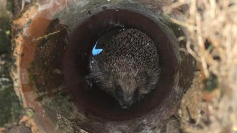 A hedgehog at the bottom of a hole 