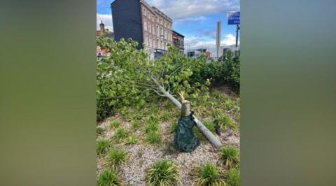 There is a tree in a flower bed that is lying down have been felled - alongside it there is a trunk that shows a fresh cut. There are buildings in the background. 