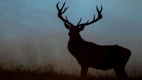 A red deer stag silhouetted against a hazy blue background. The stag has its head turned towards the viewer and has an impressive set of antlers.