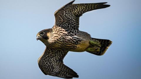 A peregrine falcon in flight 