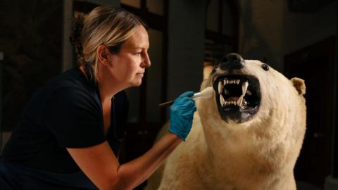 A stuffed polar bear is looking up and showing his bare teeth. A woman with blonde hair tied up has a makeup brush at the side of his mouth and is wearing a blue glove and looking at him.