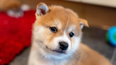 A close-up of a puppy's face. It is very cute and has big, brown eyes. It is ginger and white in colour
