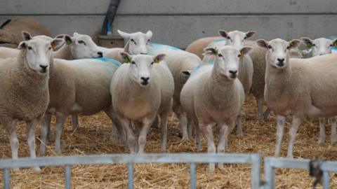 A dozen sheep in a barn