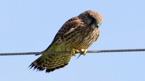 A kestrel perches on a utility wire, showing its speckled brown plumage against a pale blue sky.