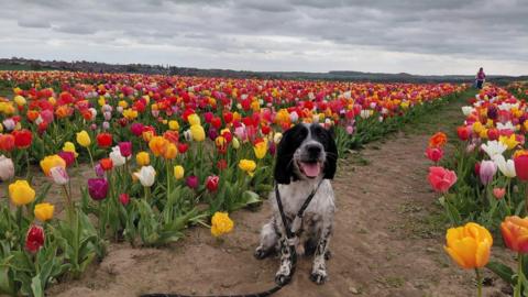 A black and white springer spaniel sat with his mouth open in a field of multi-coloured tulips.