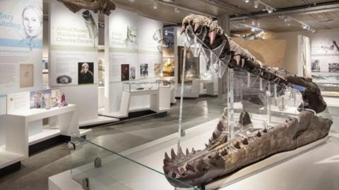 A museum gallery full of displays. In the foreground is the fossilised jaw of a crocodile-like creature.