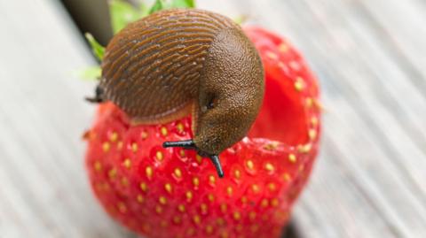 A fat brown slug chomps through a red strawberry.