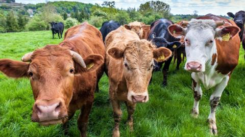 Brown and white cows standing in a field.