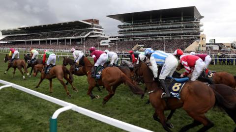 A large group of horses being ridden by jockeys head down the final straight at Cheltenham Racecourse. In the background are two packed grandstands