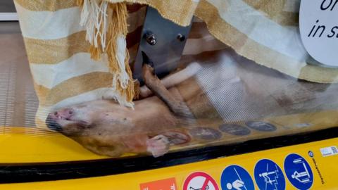 A female muntjac deer caught in an escalator. The animal is on its back and has a white and yellow striped towel or blanket over it.