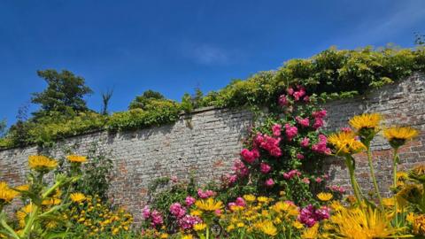 Yellow and pink flowers growing in front of a wall with plants growing along the top and blue sky above