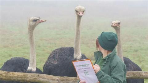Three ostriches cluster together in a field next to a wooden fence, all looking towards a zookeeper. She stands on the other side of the fence with her head turned away from the camera towards the birds. She wears a forest green hat and jacket and is writing on a clipboard.