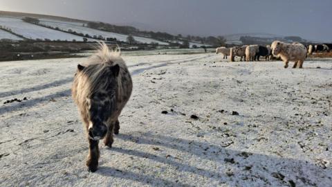 Ponies on a hill. The grass is covered in very light snow. There are hills in the background that are also covered in snow. The sky is grey. 