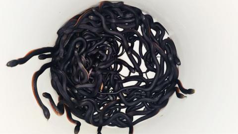 The 102 red-bellied black snakes contained in a white bucket