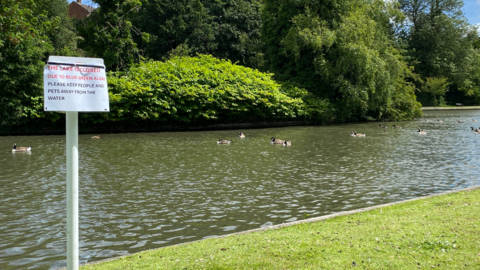 A boating lake with an island of trees in the middle. Ducks swim in the water. A sign reads: "This lake is closed due to blue-green alae. Please keep people and pets away from the water."