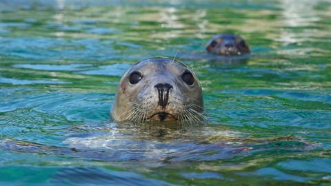 A grey seal pup looks at the camera, sticking its head out of a bluey-green water. Another seal swims behind it. 