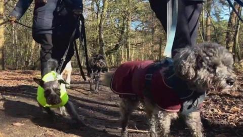 Three dogs being walked on leads in woods on a sunny day.