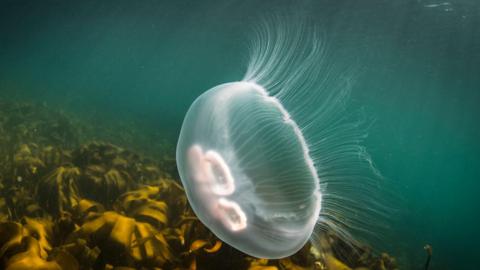 A moon jellyfish in County Clare, Ireland.