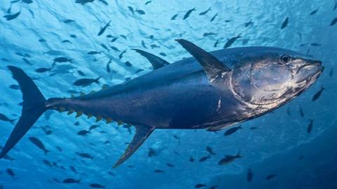 A large tuna fish swimming in a clear, blue ocean. It is surrounded by many smaller fish.