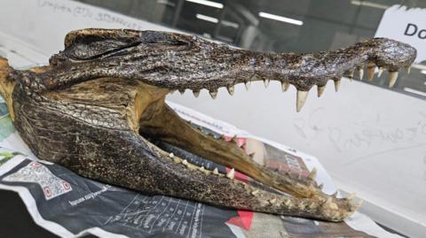 A crocodile skull seen placed on a piece of newspaper