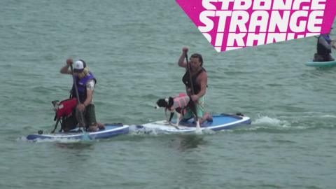 Dogs and humans surfing
