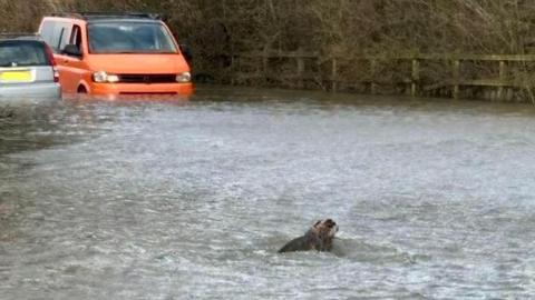 The image shows a flooded road, with two vehicles on the far left, an orange van driving through the water towards the camera, and a silver car facing in the opposite direction. The vehicles are stuck in the floodwater. In the foreground is a badger, swimming across the flooded road.