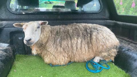 A sheep in the back of a van with some blue rope around its legs