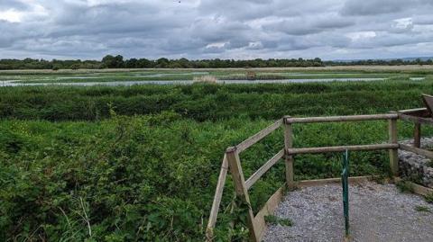 Picture of an overcast RSPB Ham Wall Nature Reserve looking across the Avalon Marshes. In the foreground is a lookout with a simple wooden fence in the right hand corner. Beyond that is greenery and streams of water.