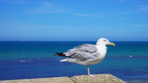 A seagull sits on a concrete barrier with blue and green sea behind and cloudless blue sky above