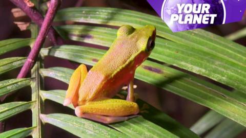 A frog on a leaf