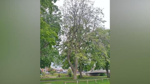 A tree with limited leaf growth is pictured on a grey day. 