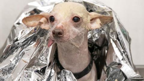 Muppet- a white non-furry dog - sits facing forward wrapped in a metallic silver blanket.