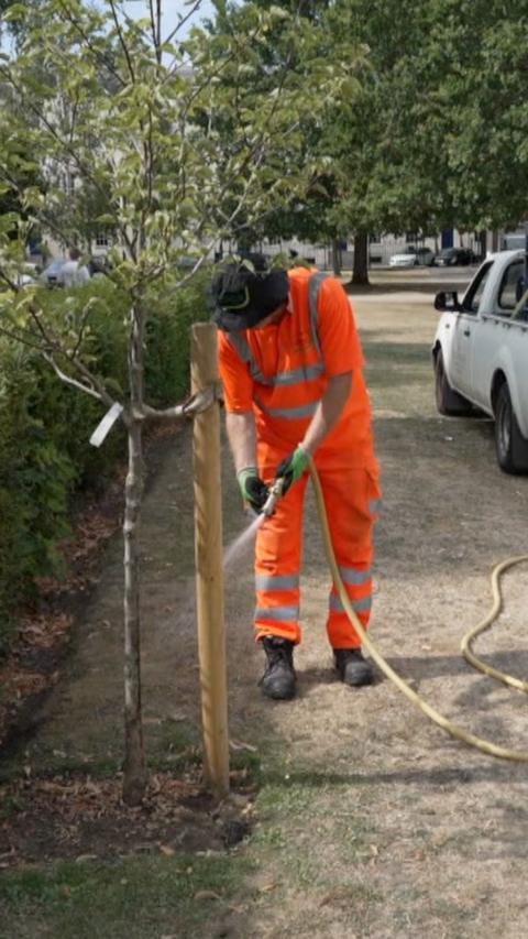 Man in high vis watering a tree with a hose.