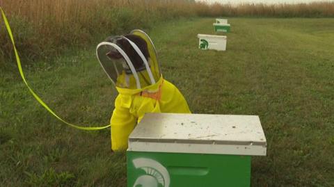 Maple the dog in her bee outfit sniffing bee hives