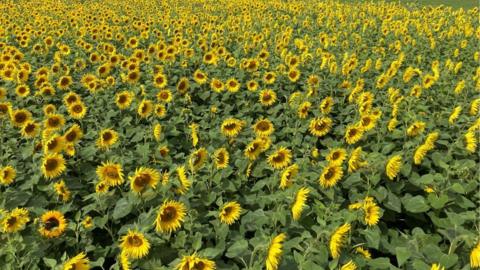 sunflower