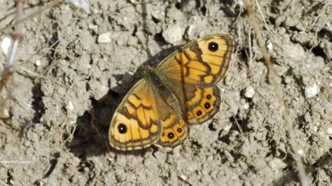 A Wall Brown butterfly. It is on dry, grey soil. The butterfly is a mix of orangey/yellow and black colours.