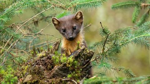 A pine marten. It is a small creature with brown and orange fur. It is pictured in a grassed area.