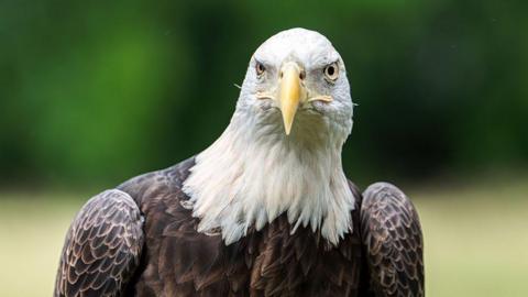 A dark brown eagle with white feathers around its head and a yellow beak