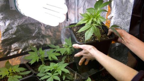 Cannabis plants in pots under a lamp. A woman's arms are visible lifting one plant up