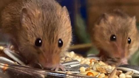 Two harvest mice